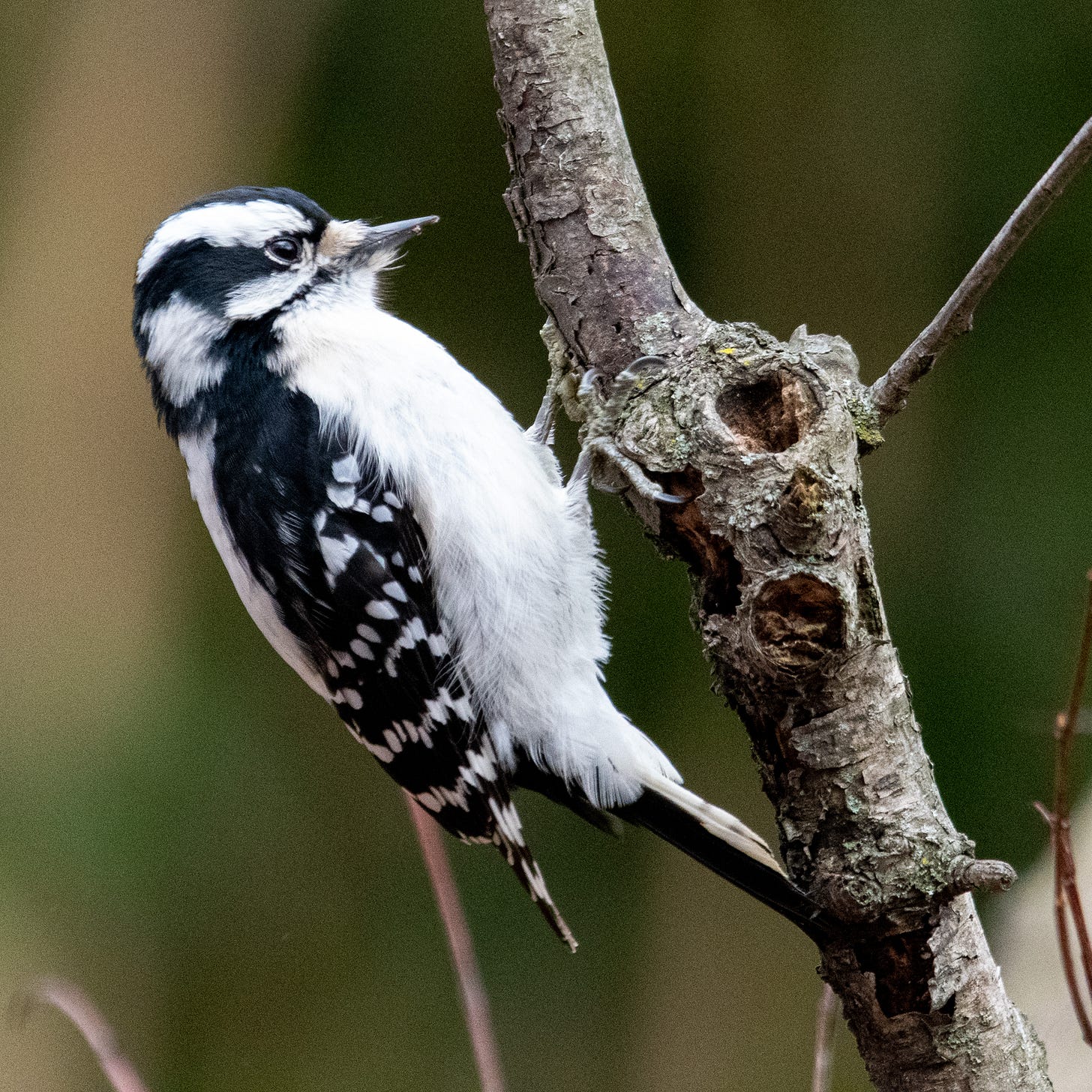 A downy woodpecker holding onto a backward-leaning tree trunk