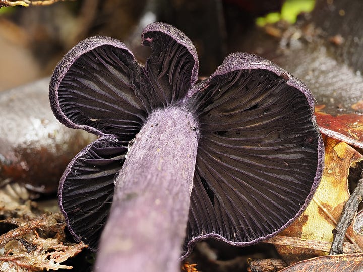 violet mushroom