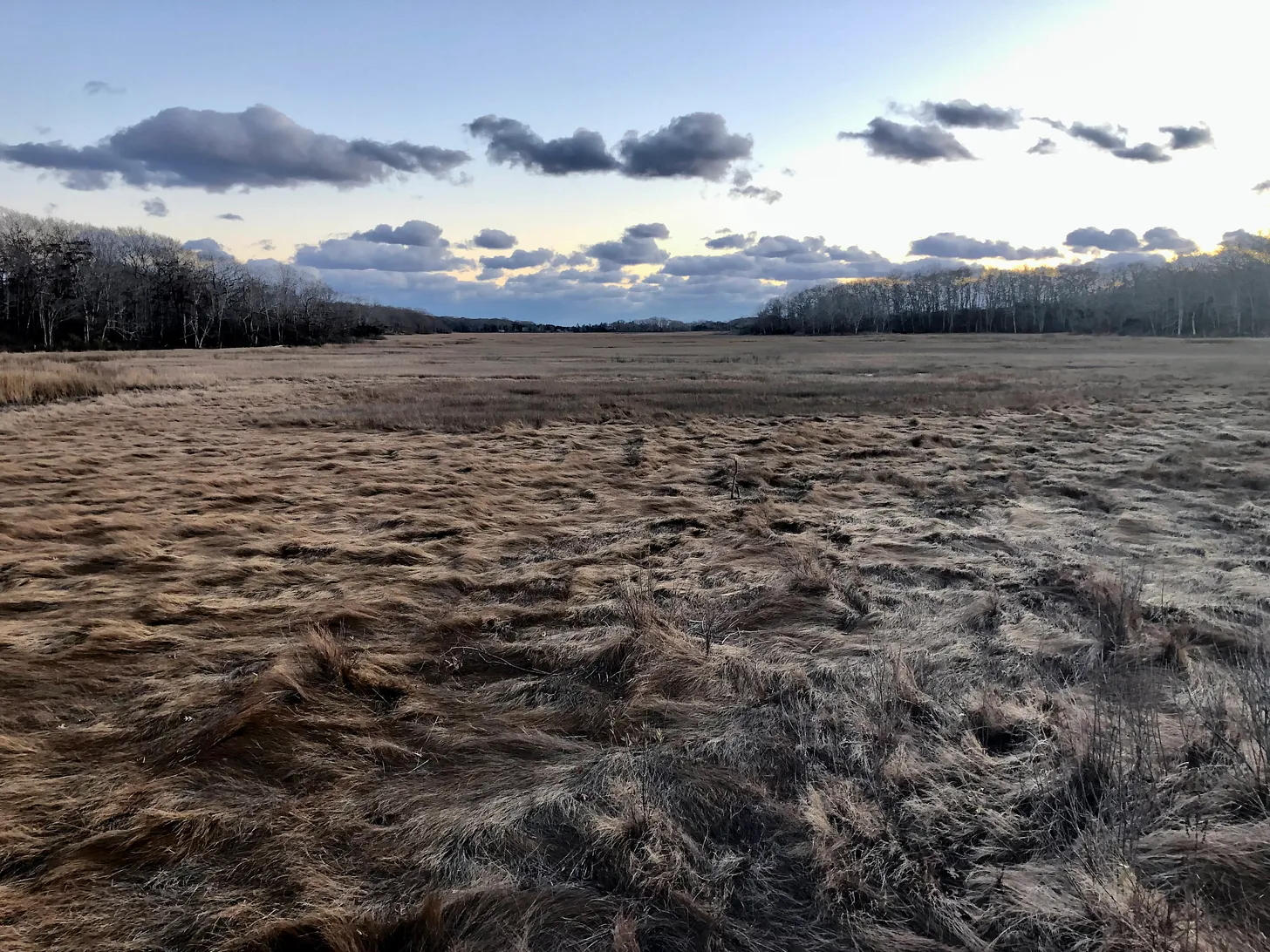 Grassy marsh landscape with forestry in the background