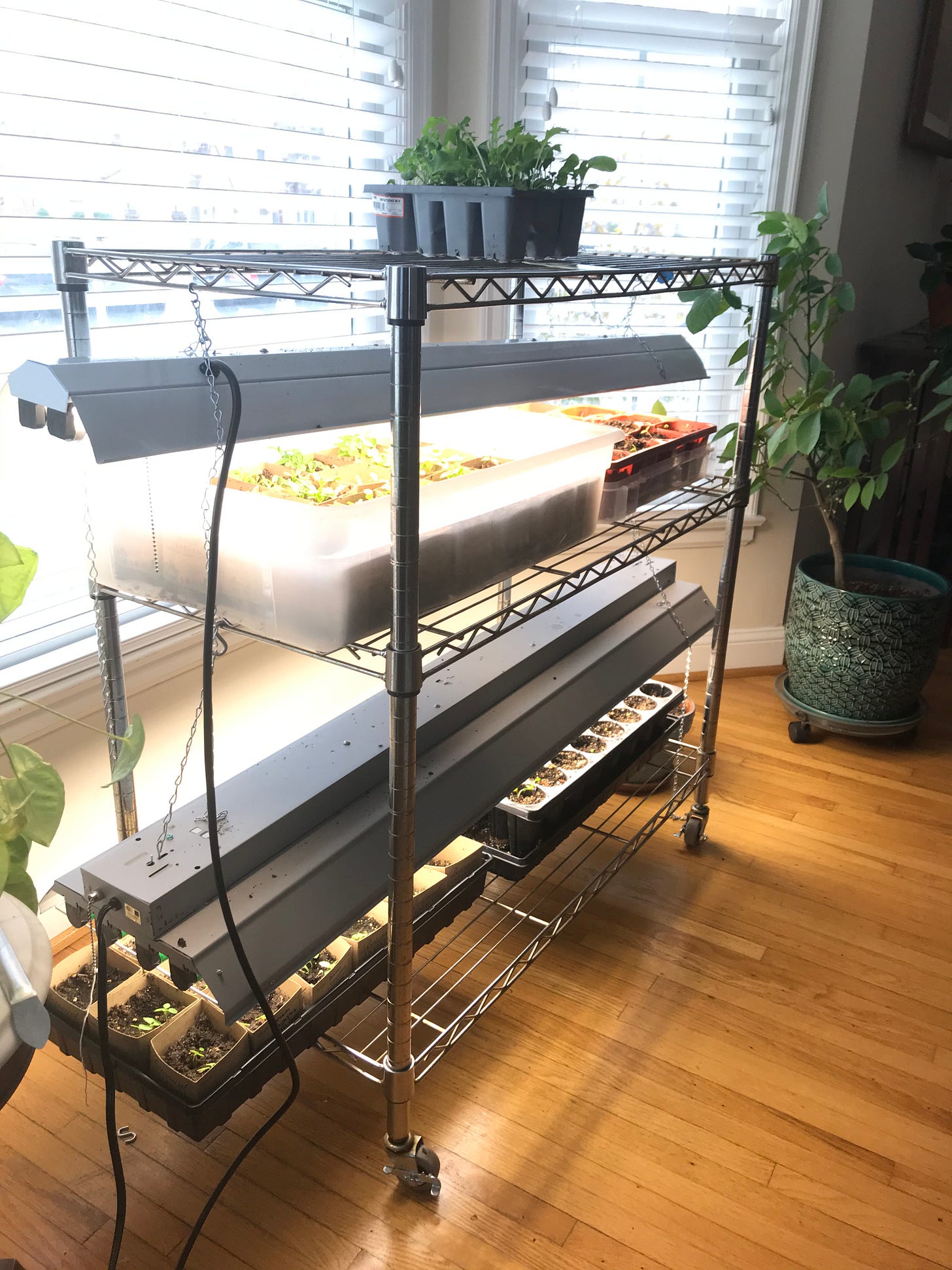 shelf with lights and seedlings