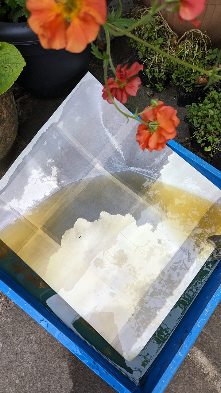 green tea toned cyanotype process