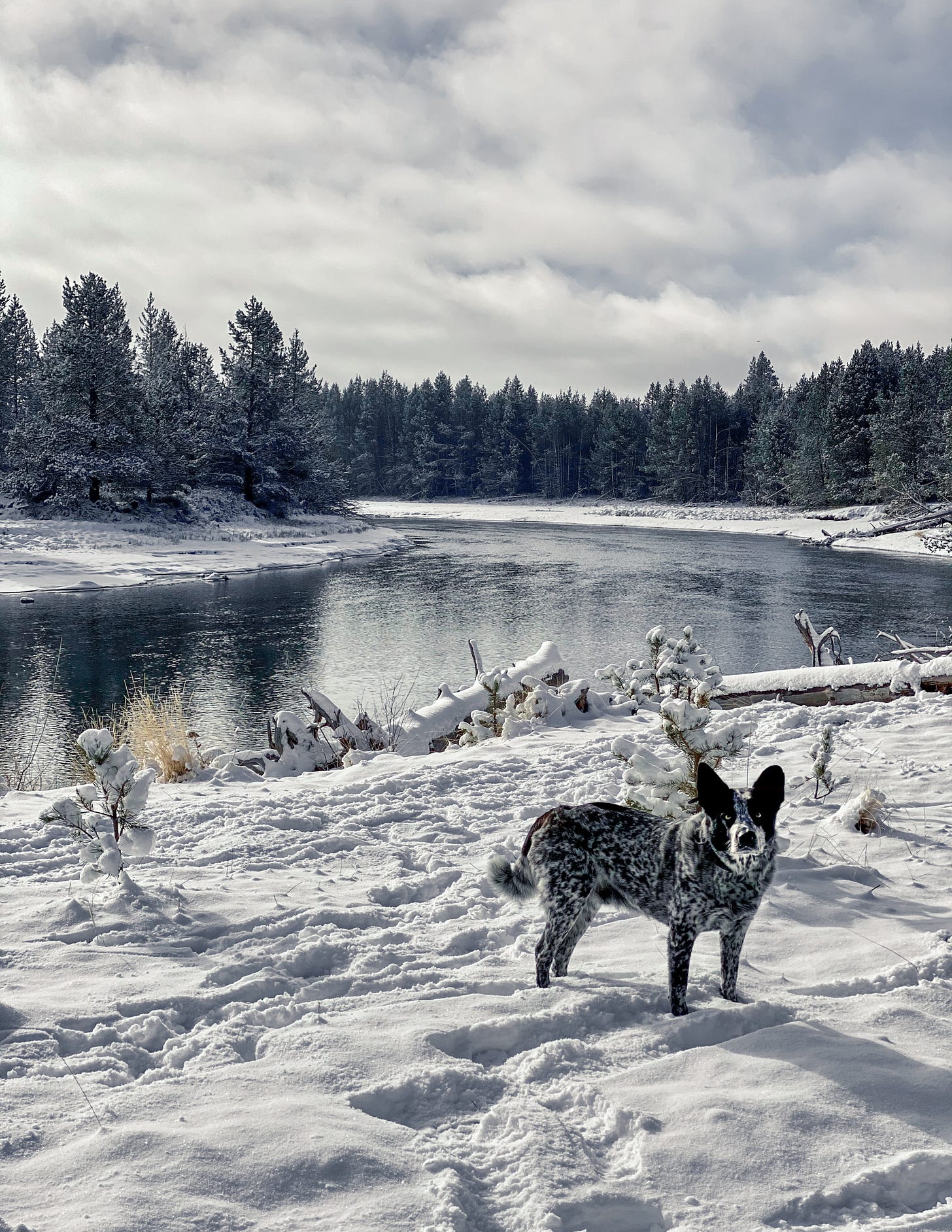 Gus, my Australian Cattle Dog, walking in the snow by the river