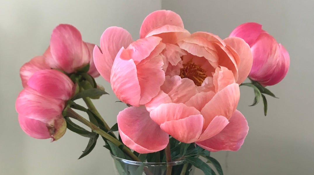 Peony season - by Tara Austen Weaver - enJOY