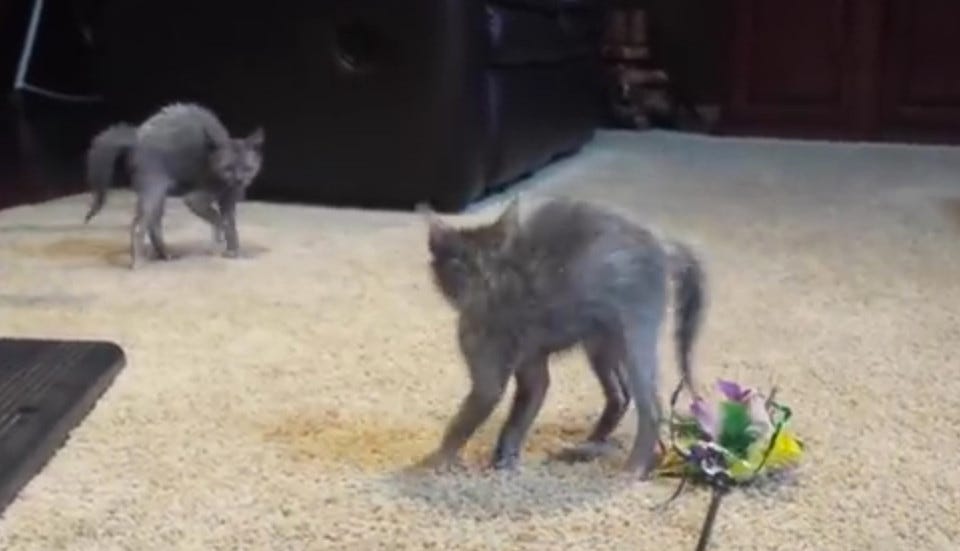 Lykoi_KIttens_Lykoi_Cats Lykoi_KIttens_Lykoi_Cats