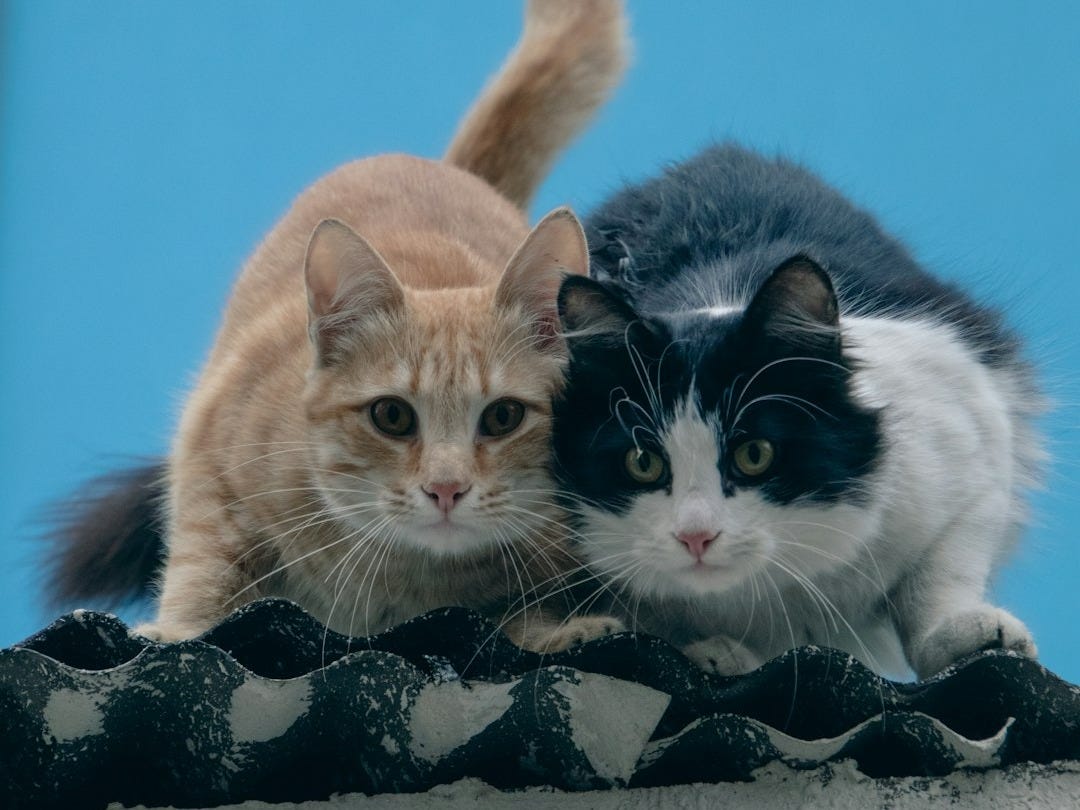A couple of cats sitting at the edge of a roof, crouched forward, staring with intense interest at something. A couple of cats sitting at the edge of a roof, crouched forward, staring with intense interest at something.