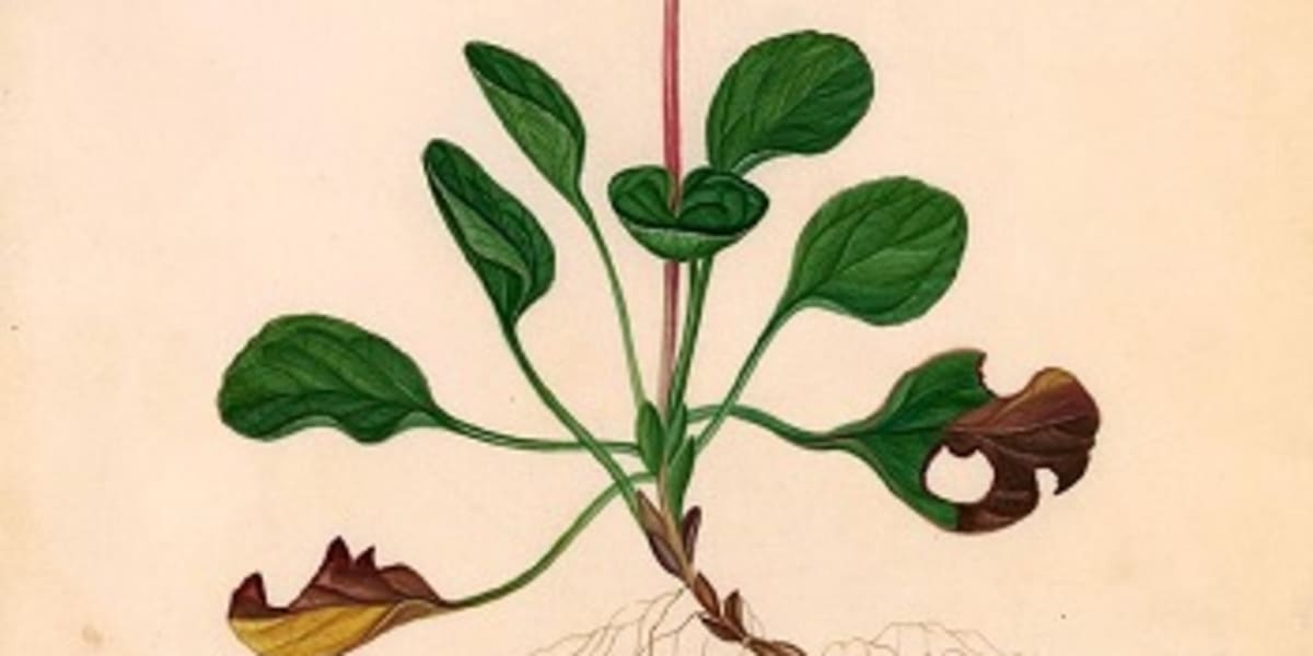 Show 251: Sandcherry, Arrow Bamboo and Wintergreen