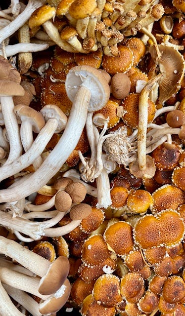 photos of head house farmers market and fall in philly