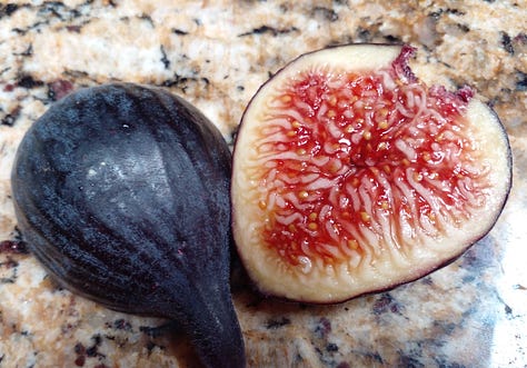 Ficus Palmata Hybrid DFIC0023