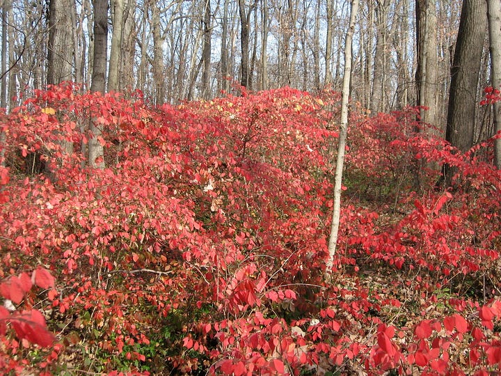 Two pictures of fall red foliage of burning bushes forming a thicket in the forest.