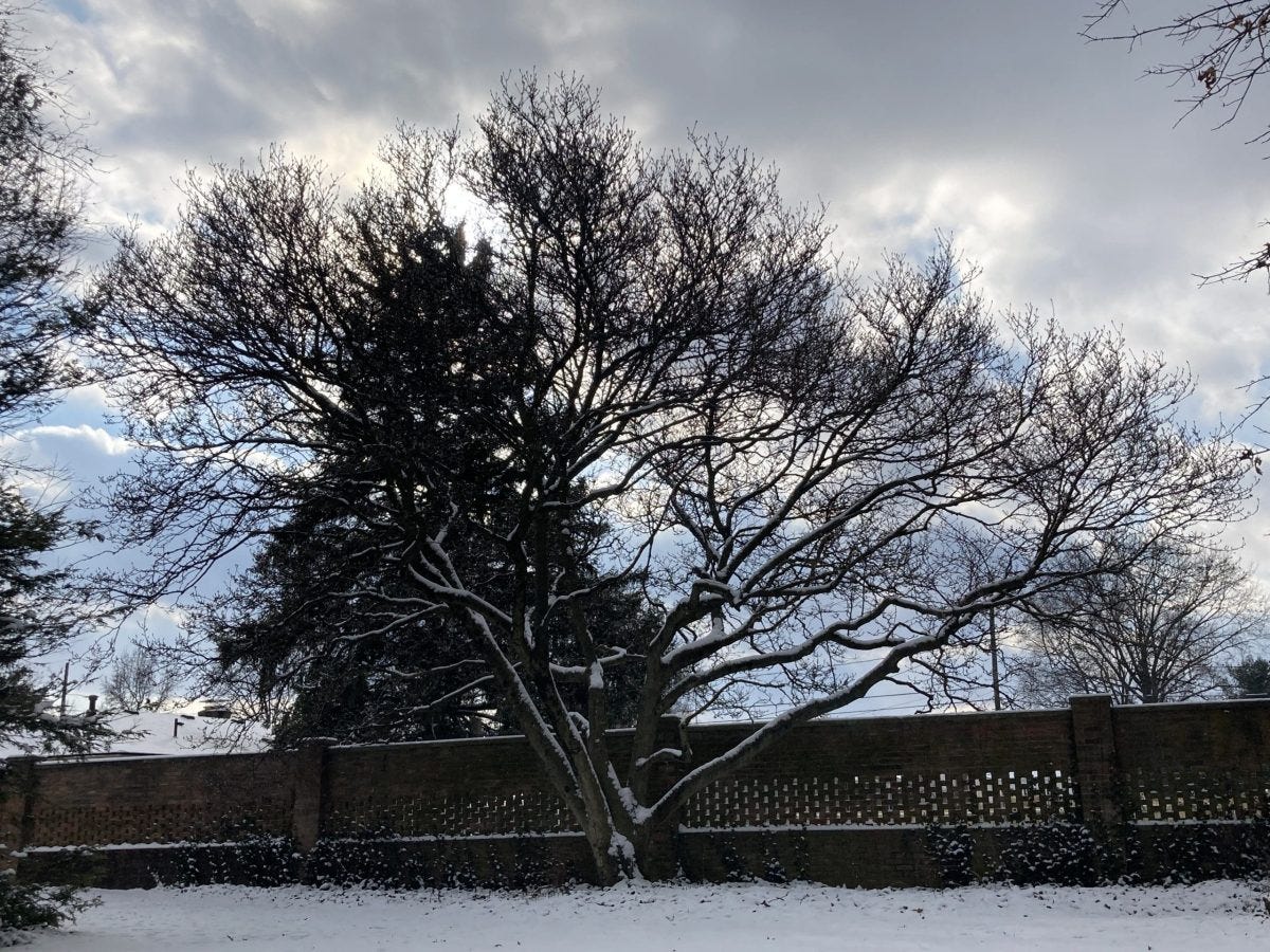 A stark magnolia tree with bare branches in winter, covered in snow, stands against a gray sky with hints of blue, framed by a brick wall, Healing from Grief: Nature's Resilience and Hope, My Forever Son
