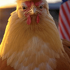 When Trump Tacos: The Trade Setup of the Year