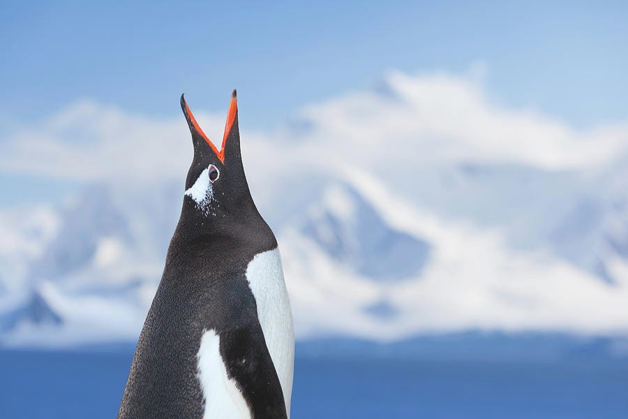 Antarctica Gentoo Penguin Shouting by Grafissimo