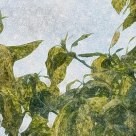 grace as a revolutionary practice