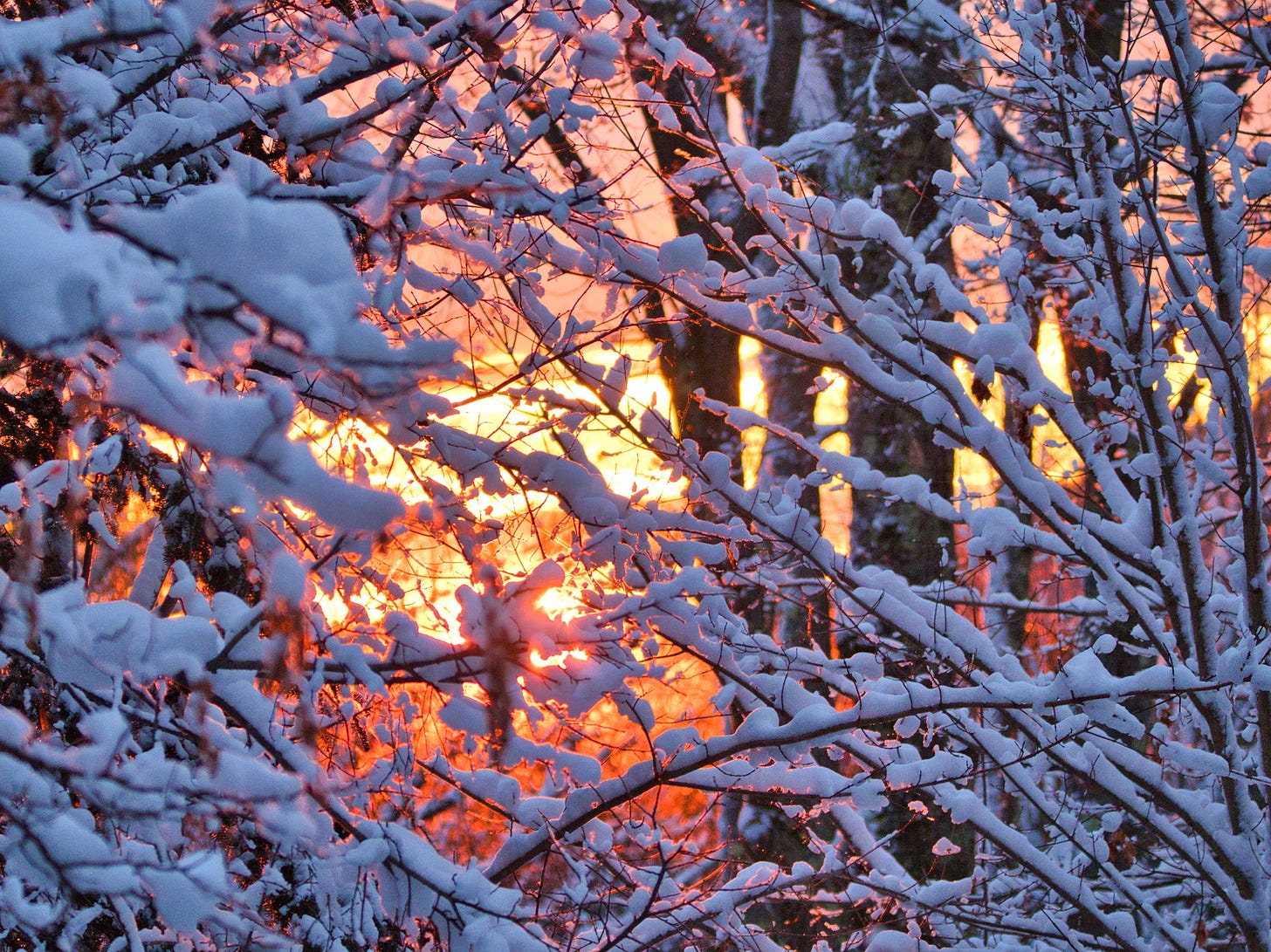 Sunrise through snowy branches