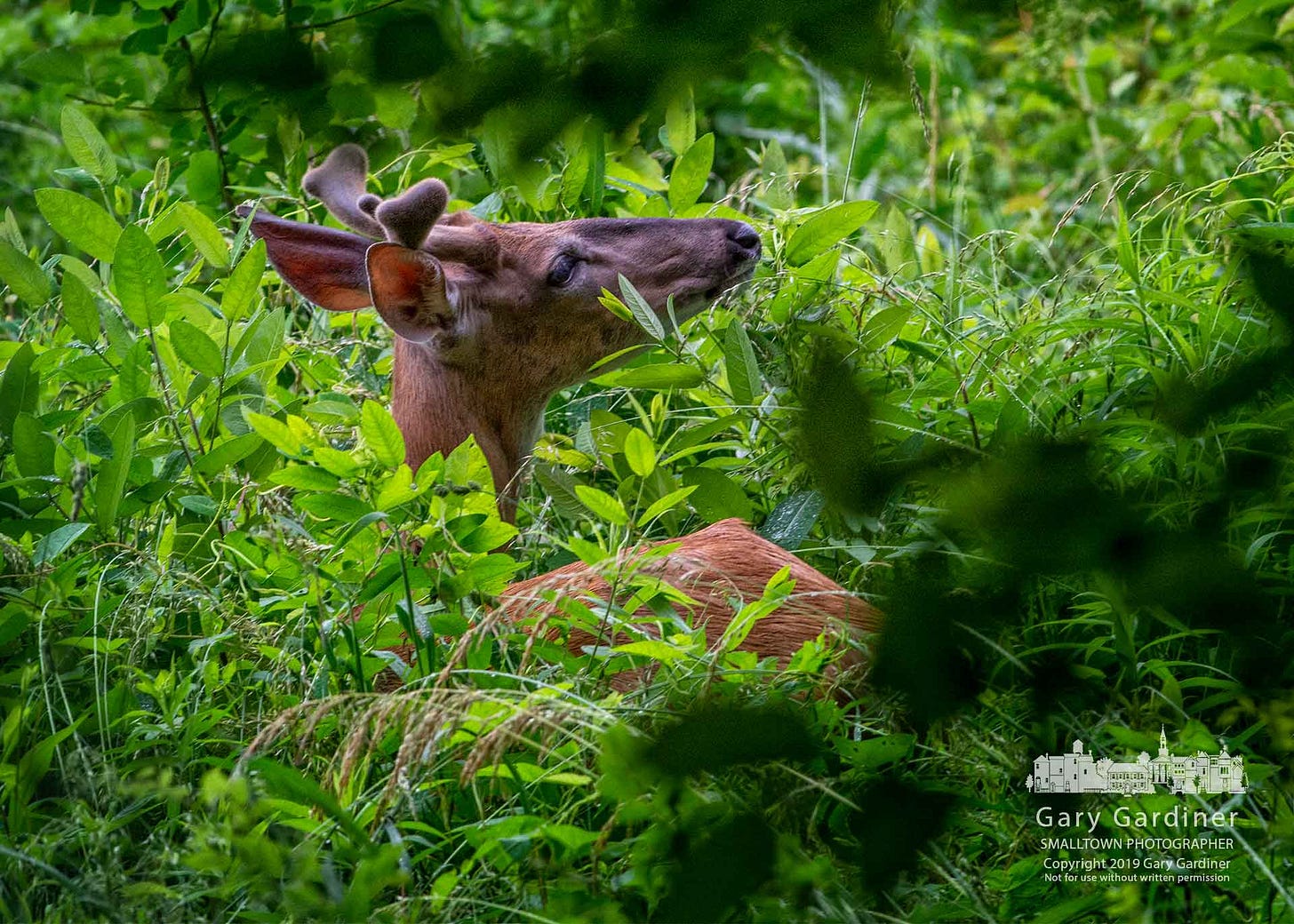 A young buck sits quietly after eating in a field of grasses on the Braun Farm. My Final Photo for June 10, 2019. A young buck sits quietly after eating in a field of grasses on the Braun Farm. My Final Photo for June 10, 2019.