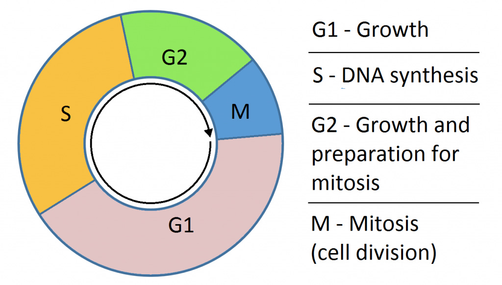 The Cell Cycle - Phases - Mitosis - Regulation - TeachMePhysiology The Cell Cycle - Phases - Mitosis - Regulation - TeachMePhysiology