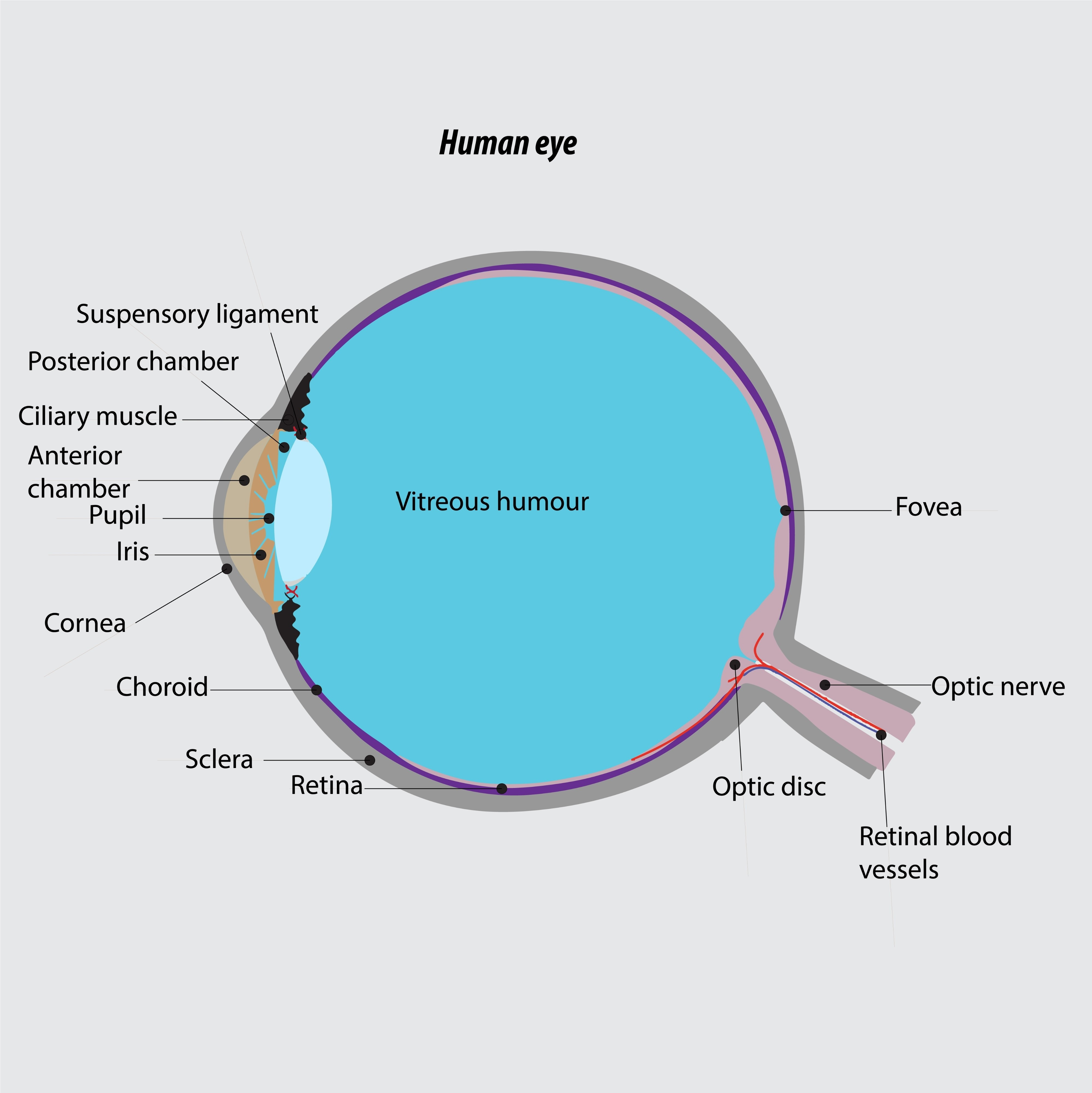 The Accidental Cure for Bad Vision: How Electricity Turns Your Eye into ...