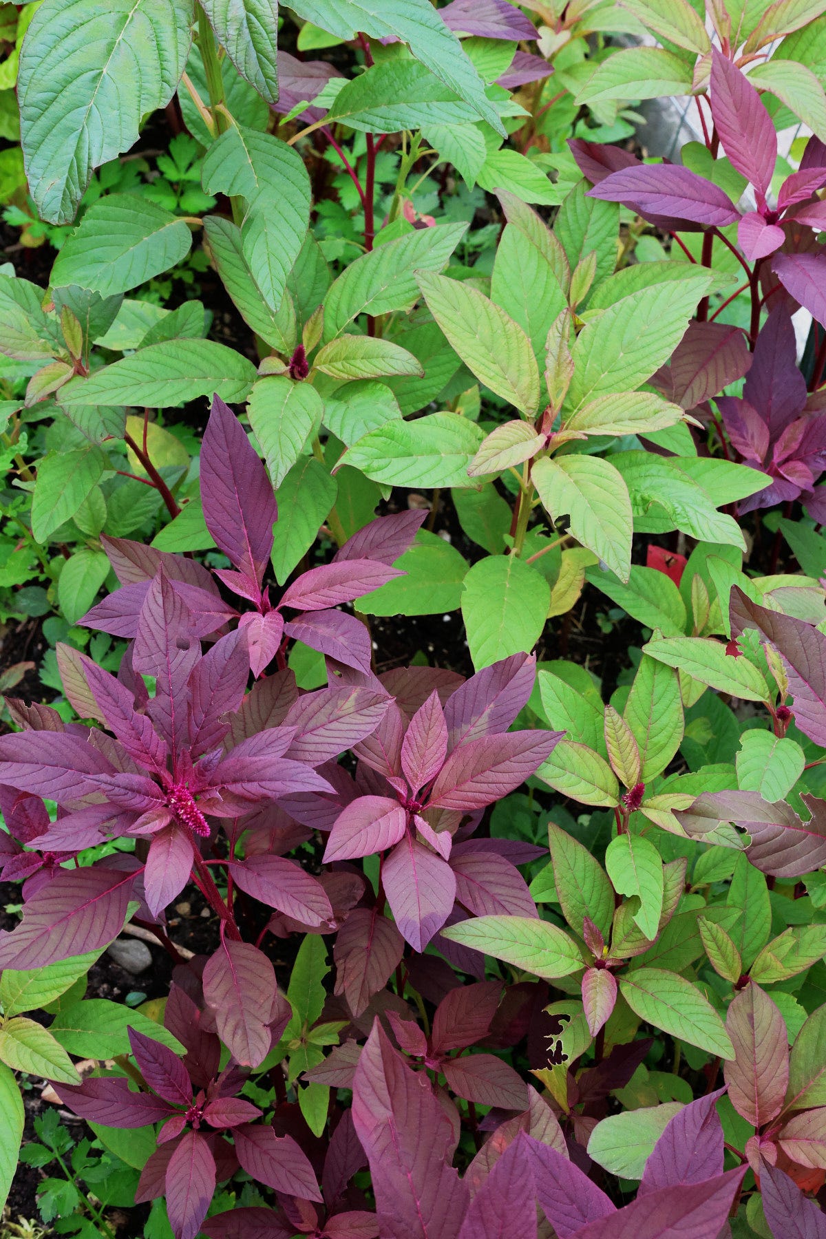 amaranth plants amaranth plants