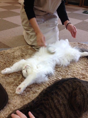 Cat Cafe Tokyo Cat Cafe Tokyo