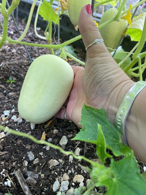 White cucumber on the vine, then cut into pieces