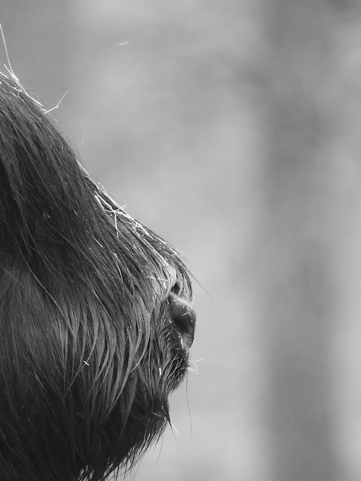 Dieren bij het Broake bos