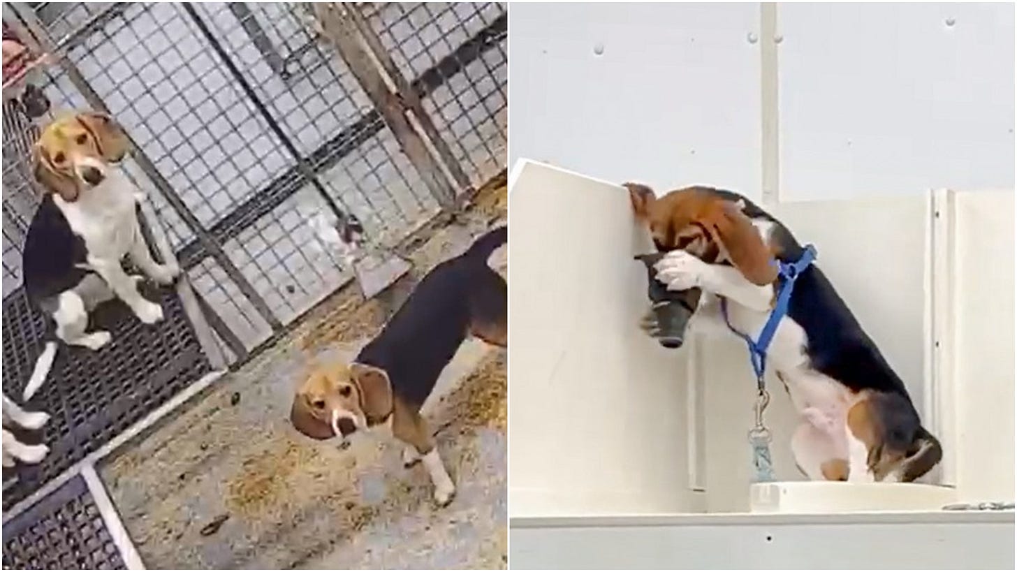 Petition to ban dog testing in UK gains momentum as activists condemn  'barbaric' treatment | ITV News