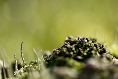 Macro images of moss, lichen and algae: the first verdure of Spring in wet woodland at the edge of a lowland raised bog (moss)