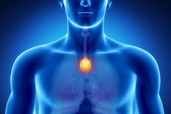 Anatomy of human organs in x-ray view Anatomy of human organs in x-ray view