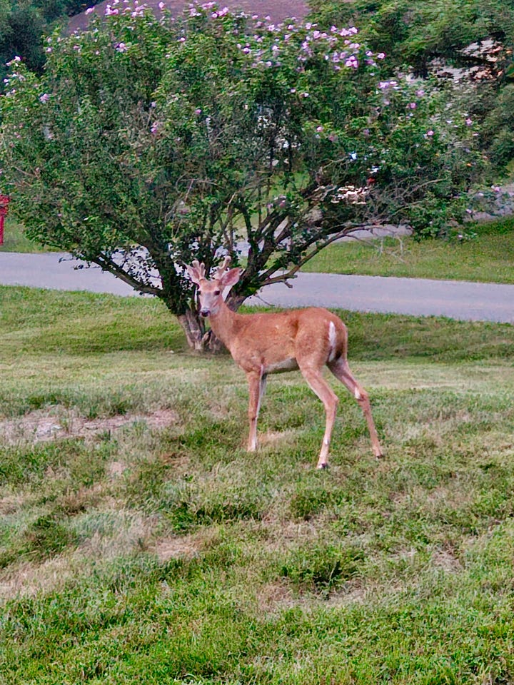 Left: A young buck in front of a tree. Right: A young buck at the front with a deer and spotted fawn looking off in the distance.
