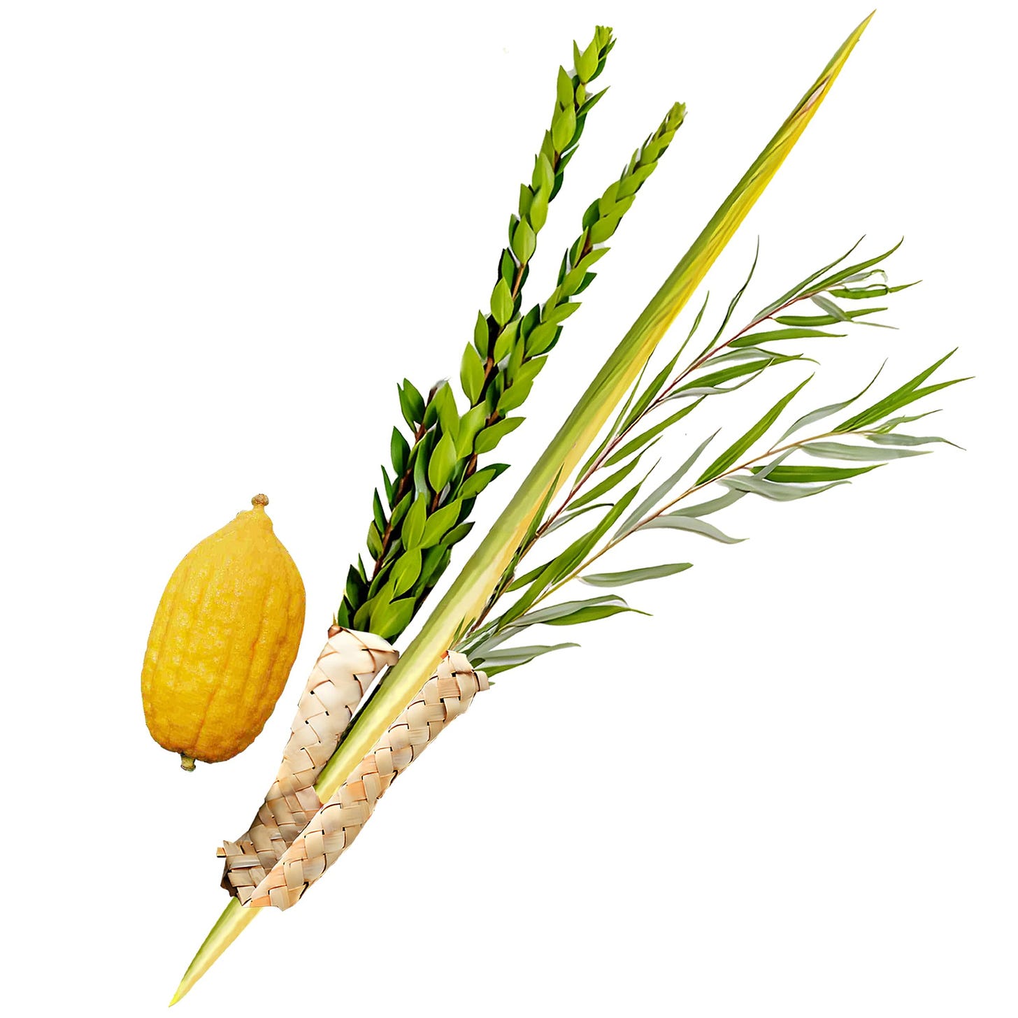 Lulav and Etrog Set Kosher Rabbinic CERTIFIED - Etrog and Lulav set + 2  Haddasim & 3 Aravot Sukkah Decoration & Hand woven Lulav holder for Sukkot  - Walmart Business Supplies