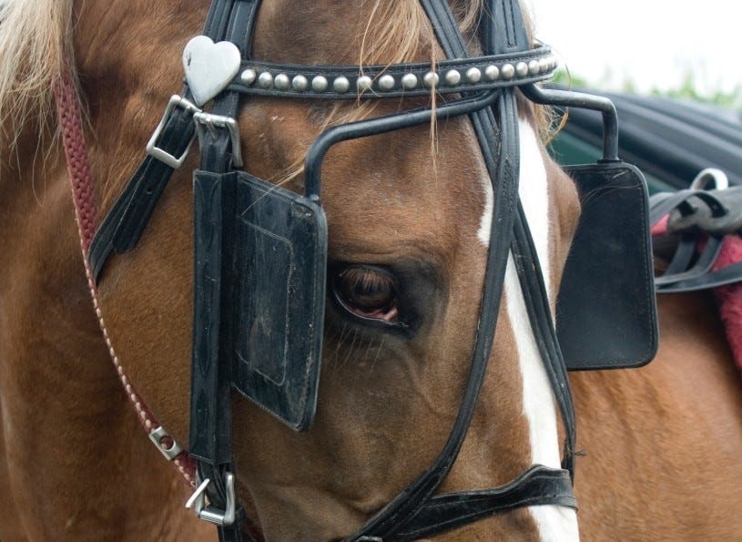 Horse Blinders" Horse Blinders"