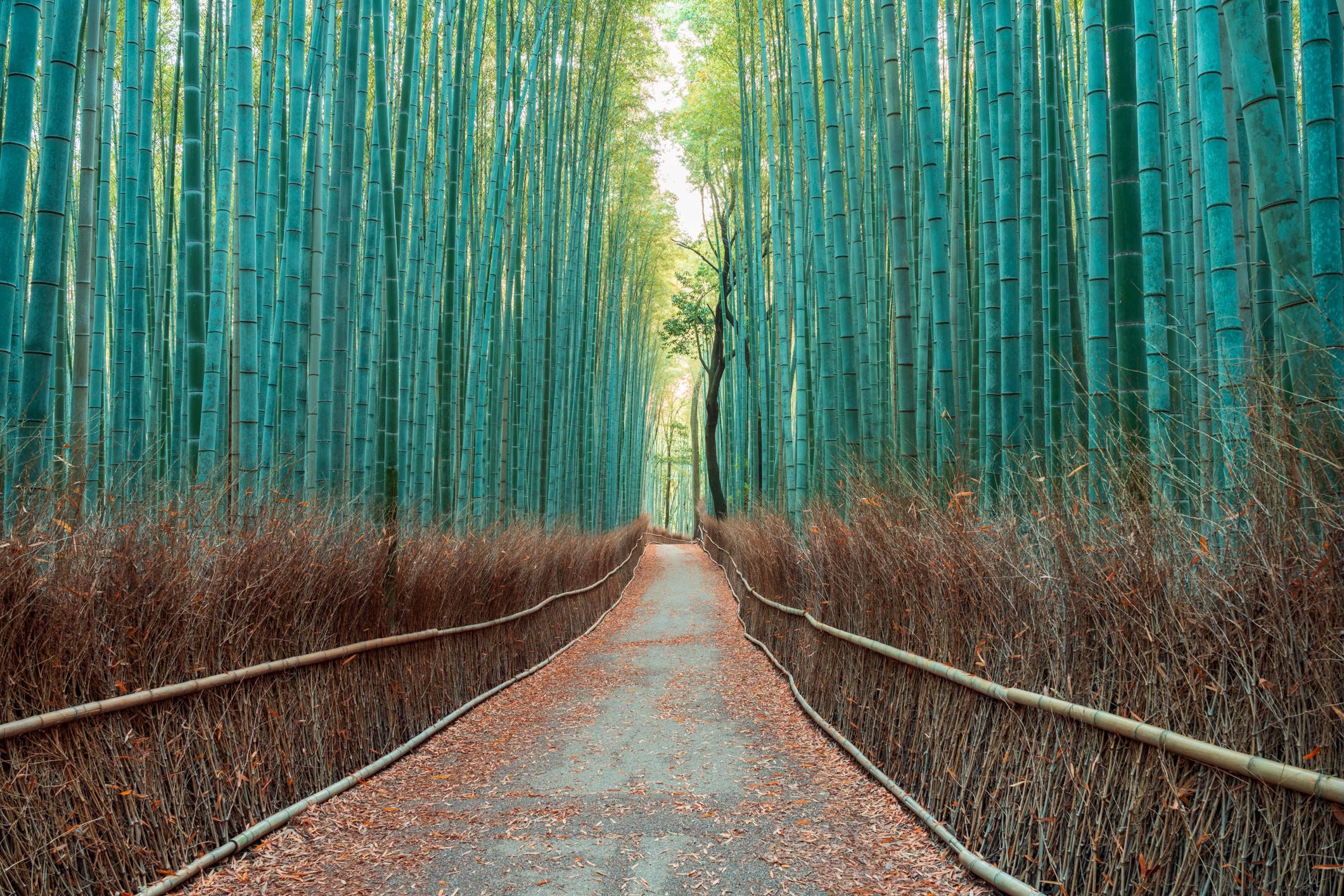 Arashiyama Bamboo Forest, Kyoto - one of the most photographed