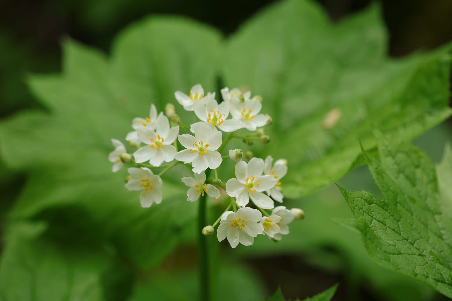A dome of white flowers with small bright yellow anthers, against a soft focus background of the plant's gigantic leaf