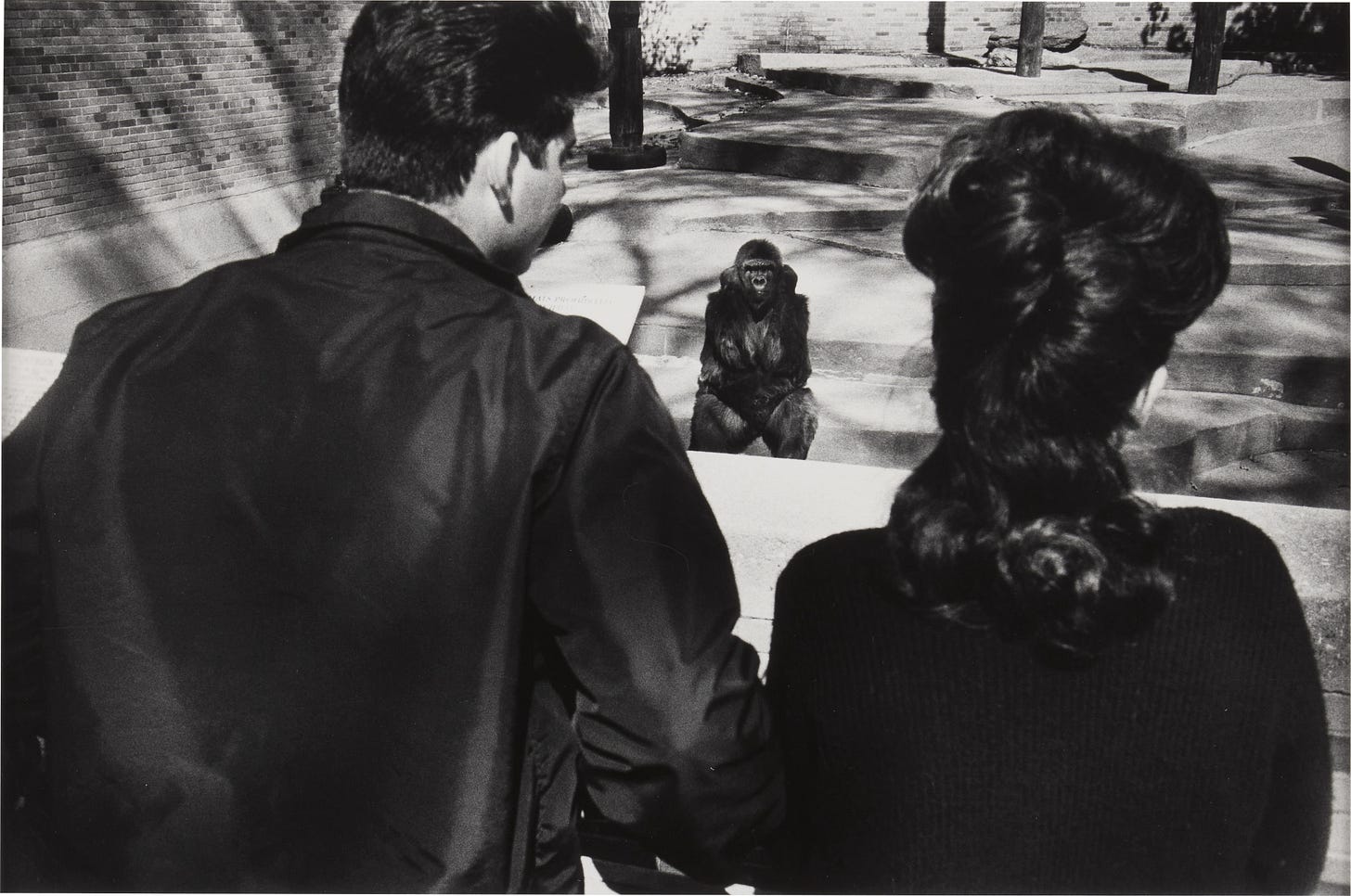Garry Winogrand | The Animals (1962 - 1969) | MutualArt