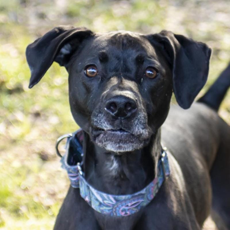 Adoptable Dog of the Week: Raven