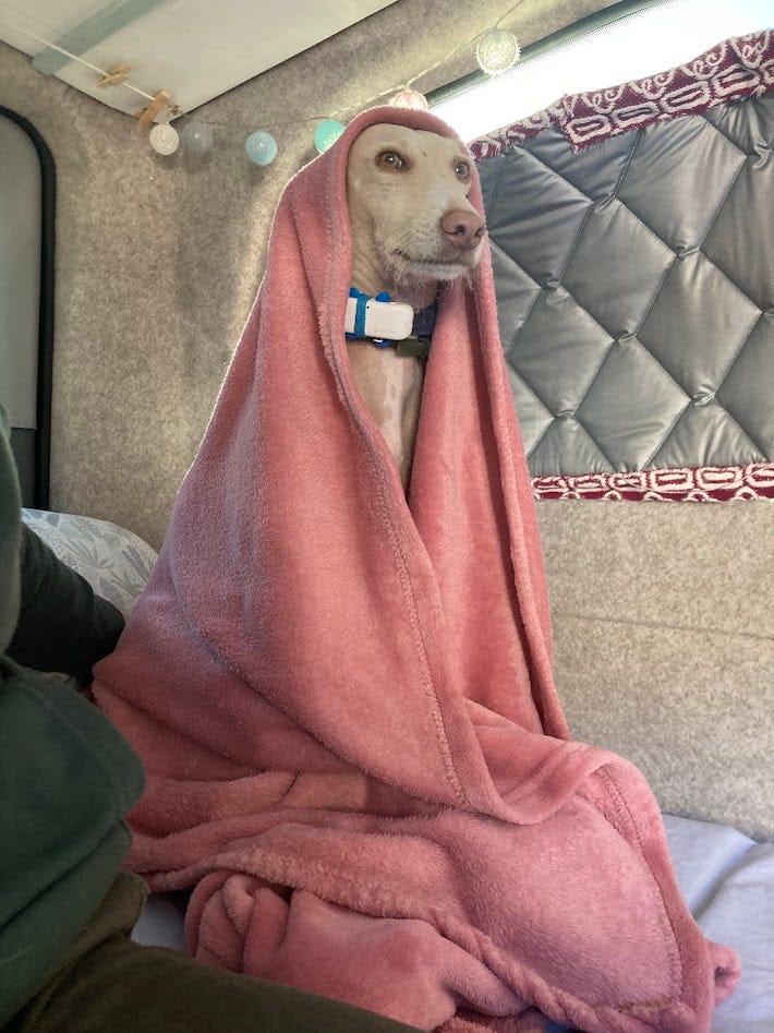 Two photos of Monty, one in our van covered in a blanket, one on a walk with the mountains as a backdrop