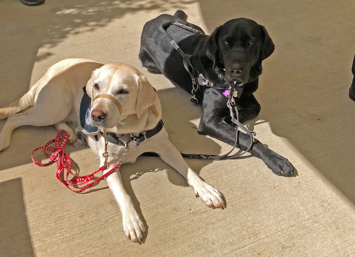 Two labs, one yellow lab and one black laying side by side