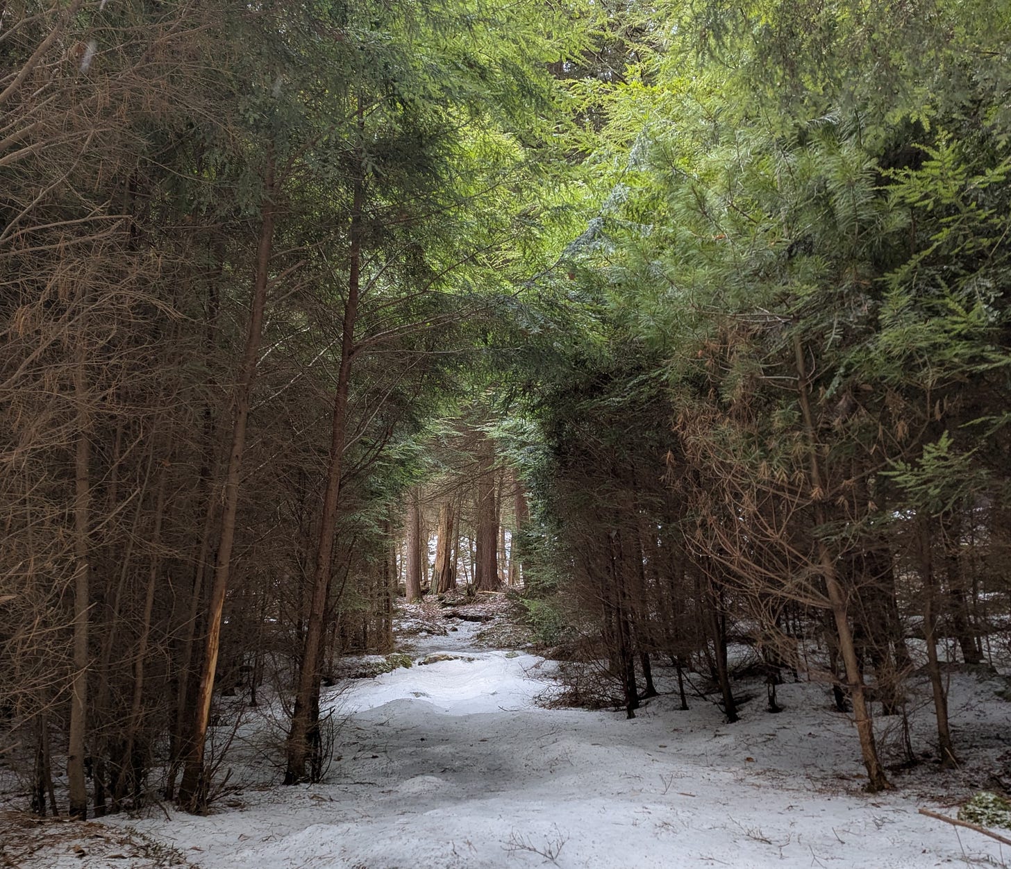 A snowy path surrounded by eastern hemlock trees. The trees create an archway for hikers to walk through, which are often referred to as "portals."