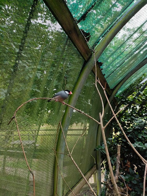 A white pony with dark spots looking left, a signet in a lake, a sheep looking at the camera, a bunny sitting on a haybale, a bird in its aviary, a goat climbing a fence to say hello, a pig smiling at the camera, a swan standing in a grass field, a brown pony looking straight at the camera