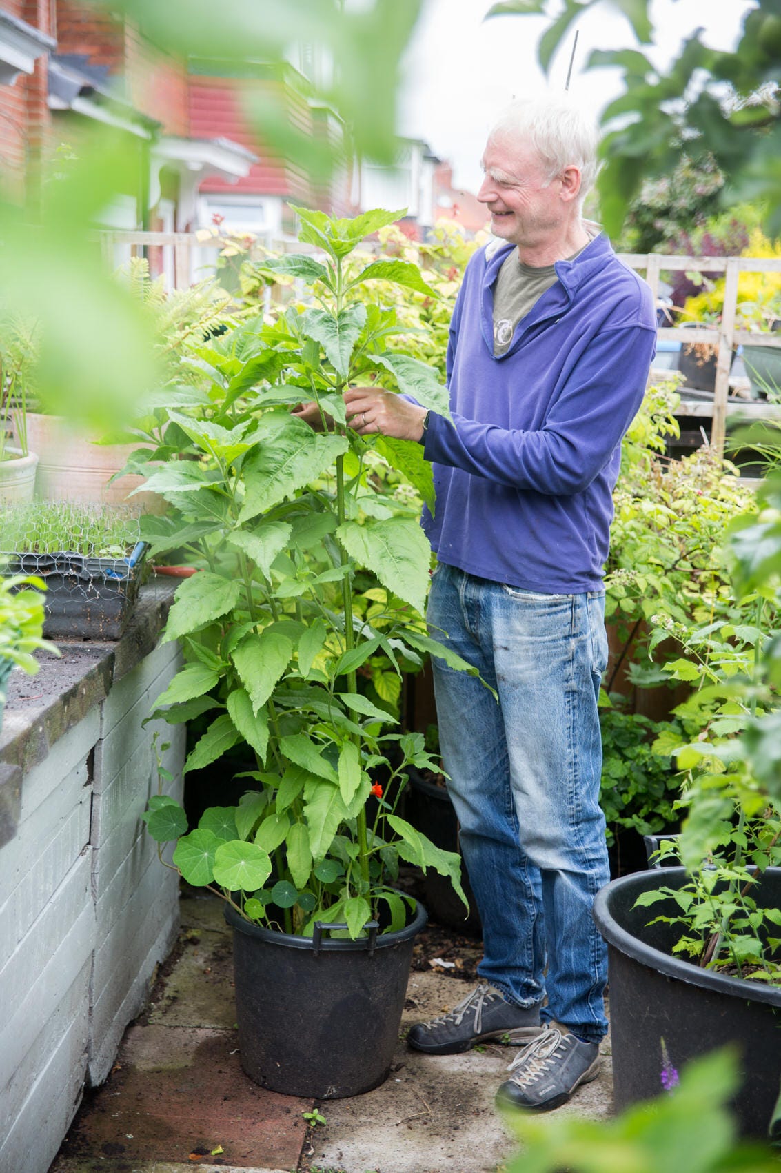 Are Jerusalem Artichokes Better Than Potatoes in Pots?