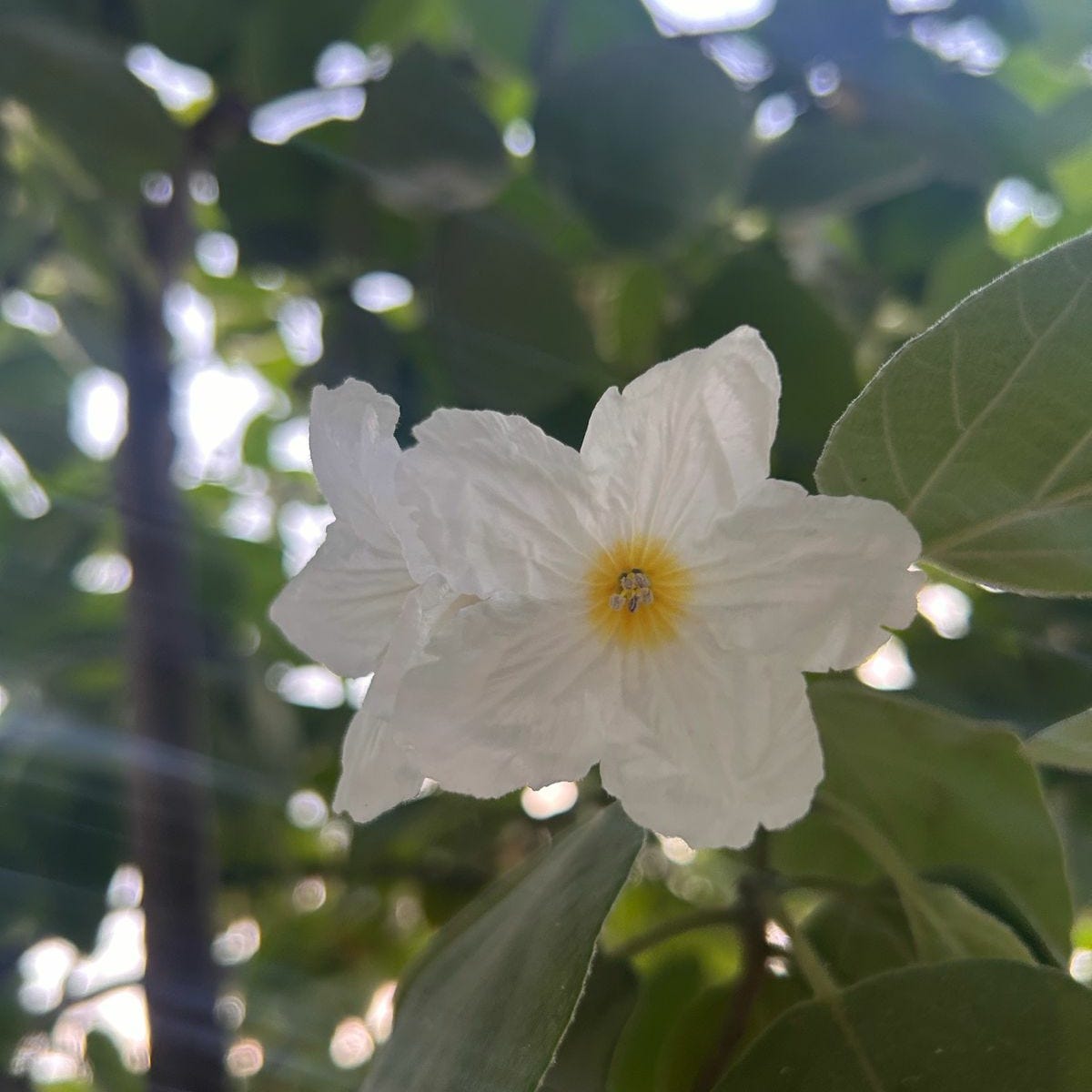 La forma más veloz que tengo de moverme