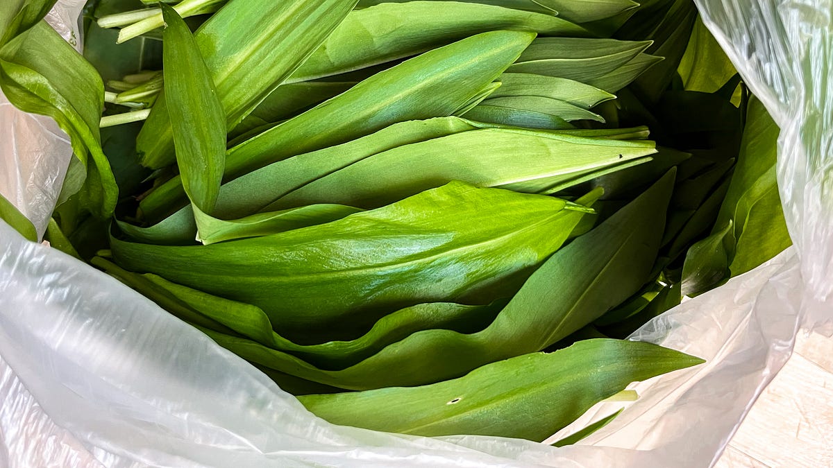 Wild Garlic. - by Rachel Phipps - ingredient