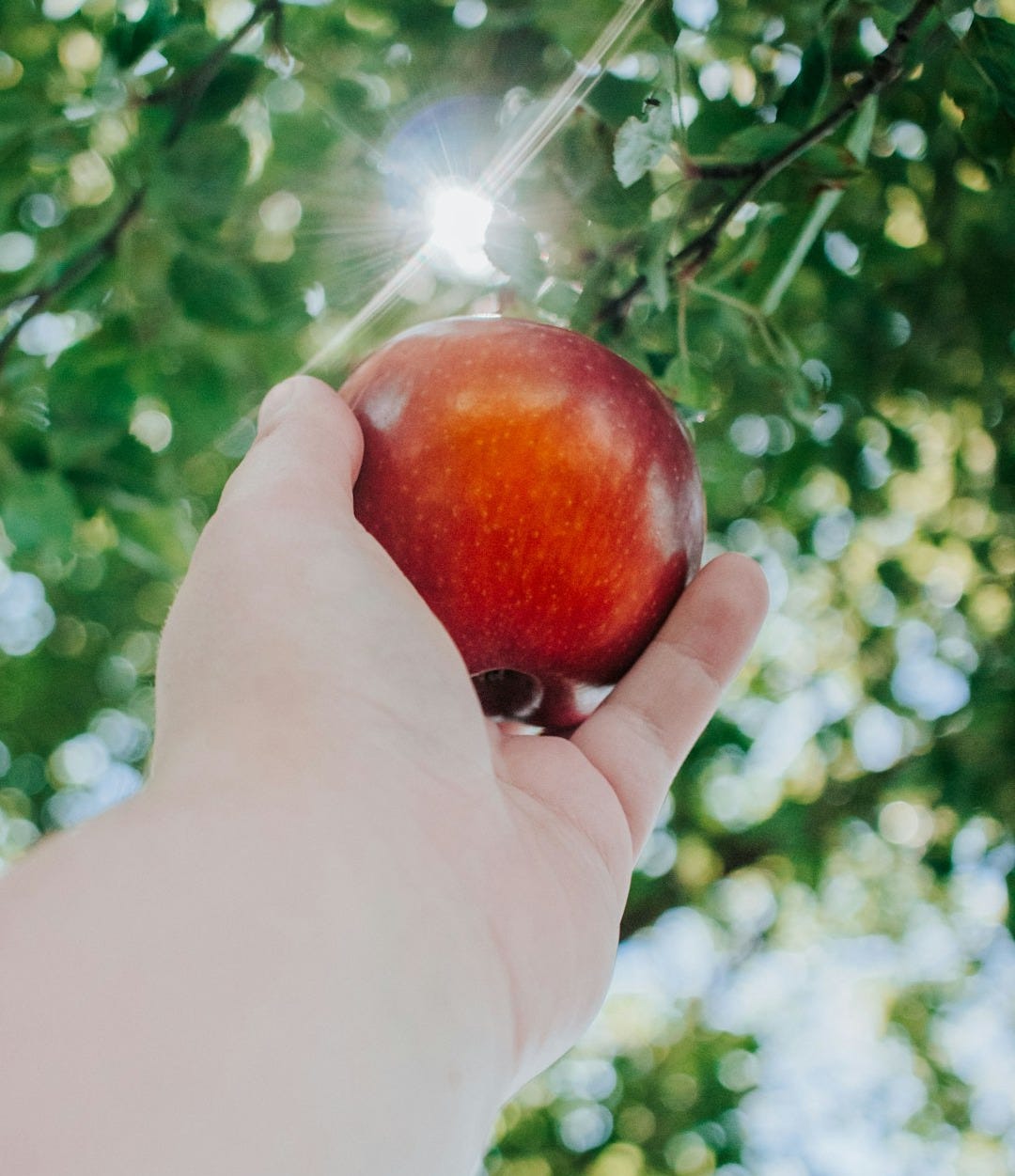 person holding red apple fruit
