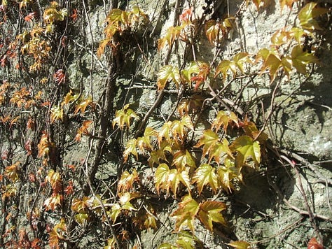 A selection of photos taken around Trowbridge, Wiltshire