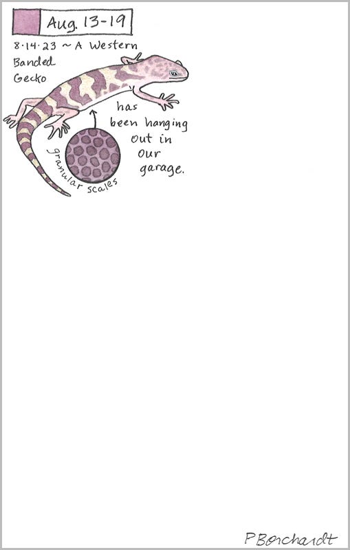 Western Banded Gecko (pen, watercolor & colored pencil), Perpetual Journal entry