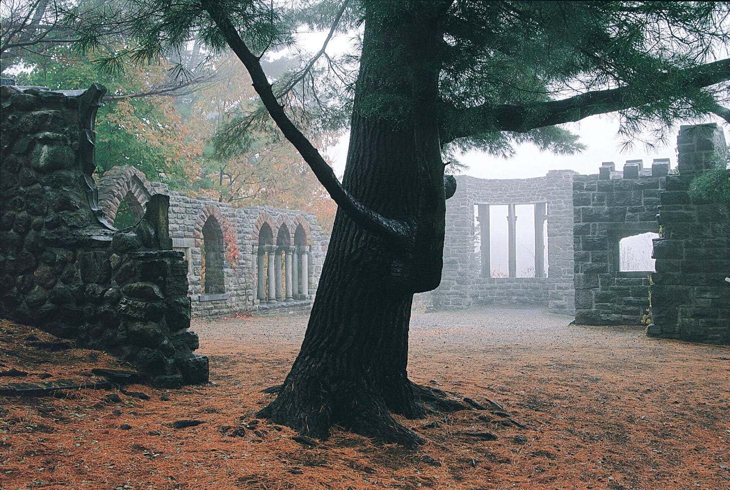 A tree in a foggy forest

Description automatically generated