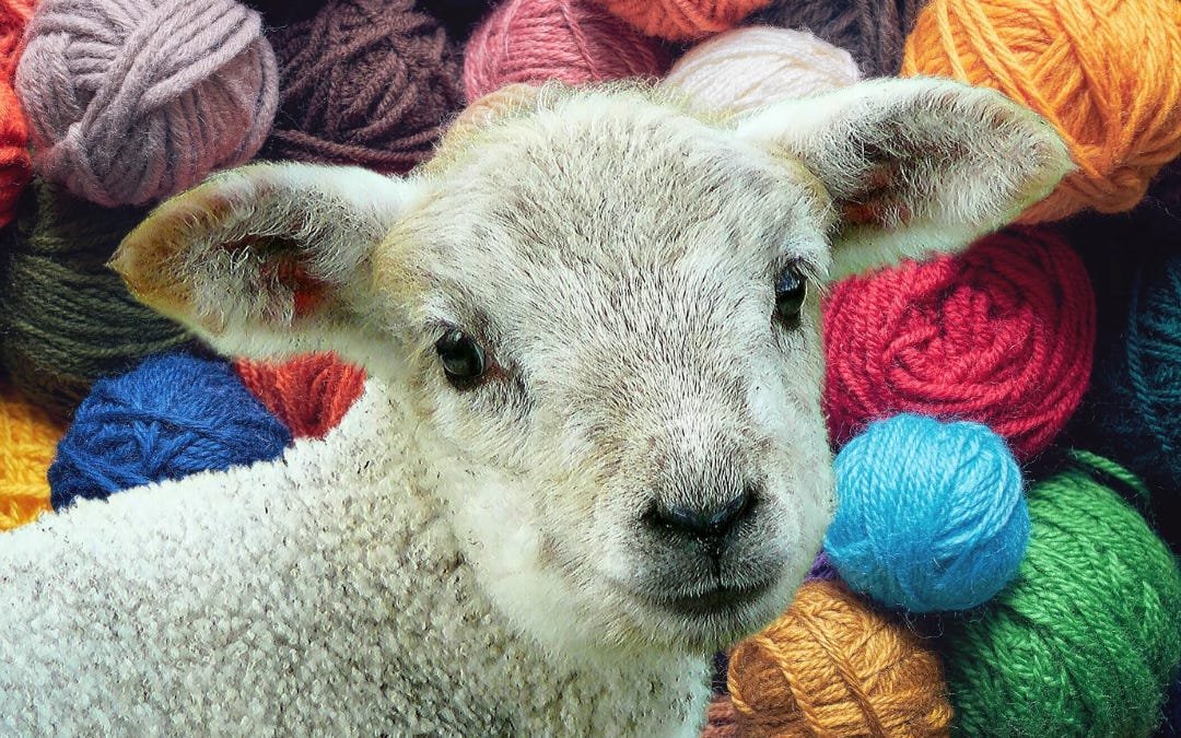 The Truth About Wool