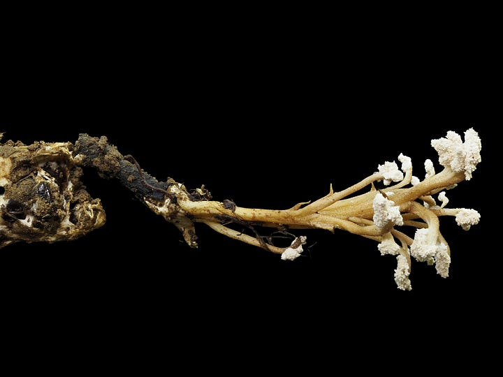 infected cicada pupa fungus