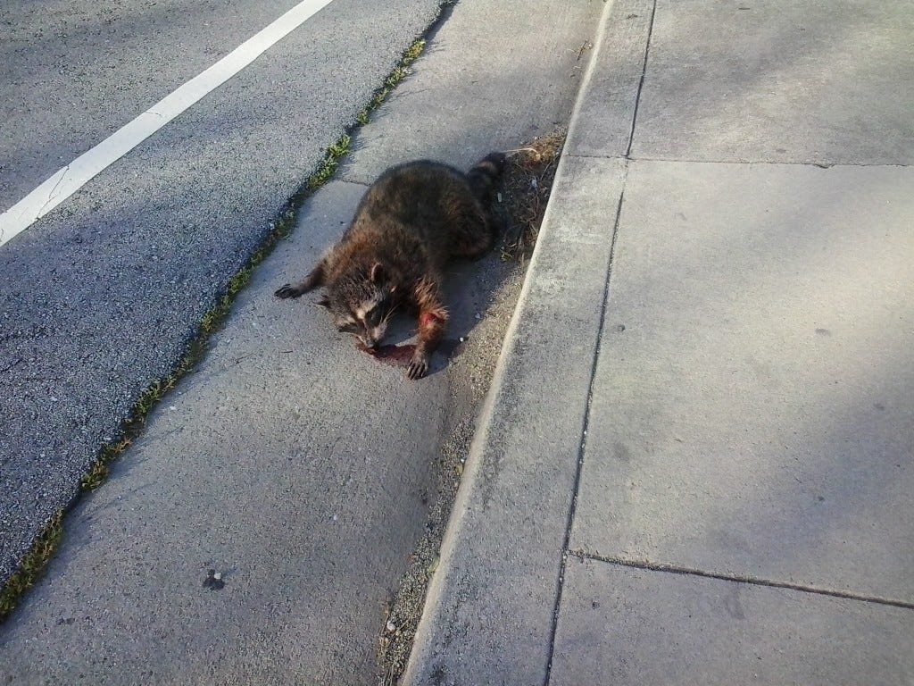 racoon road kill racoon road kill