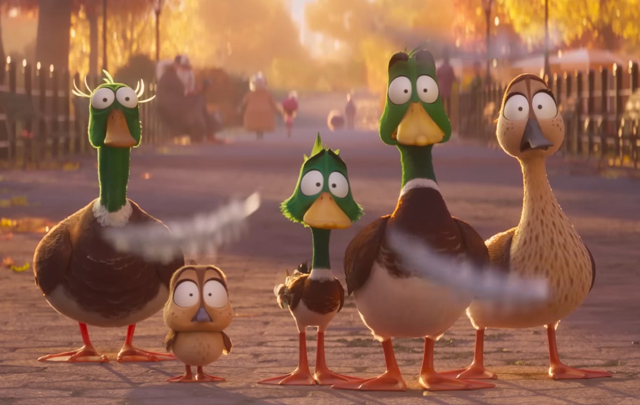 The ducks look aghast as feathers float around them